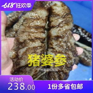 马达加斯加猪婆参水发 猪母参无灰即食免麻烦厚肉海参非干货包邮