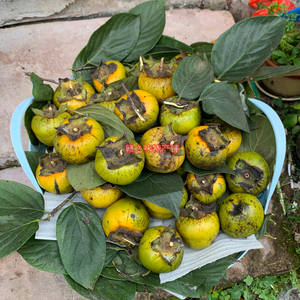 赣南野生油柿子新鲜现摘油柿沱农村天然高山油柿时令当季水果包邮