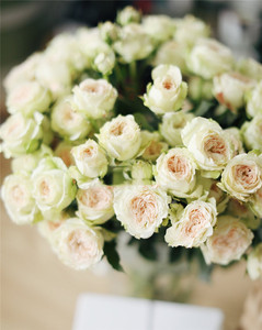 妲己bigger逸禾农场多头玫瑰10支帕尔玛全店鲜花任意2顺丰空包邮