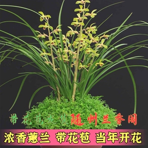 随州兰花苗带花苞浓香型蕙兰春兰九头兰九节兰植物花卉盆栽兰草苗