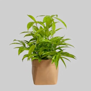 星点木盆栽油点木带锦植物星斑竹室内绿植净化空气吸甲醛好养窗台