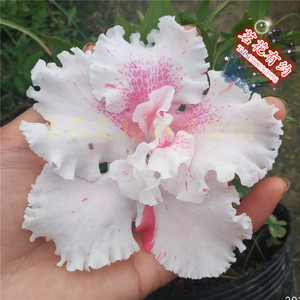 【四海波杜鹃花】盆栽四季杜鹃丹东老品种白波花波四海波杜鹃花