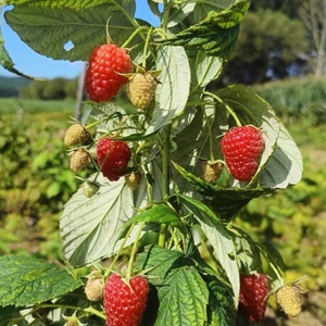 停发 双季组培 红树莓 枫糖 北甜 南北方采摘庭院阳台均可种植