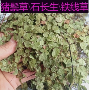 中药材天然石长生 500克长生草 岩浮萍猪毛七铁线蕨 猪鬃草石长生