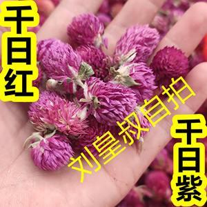 千日红500g特级千日紫干花可配玫瑰花茶柠檬片茉莉花茶叶售红巧梅