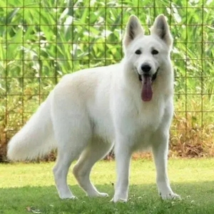 000人付款淘宝纯白色德牧幼犬瑞士牧羊