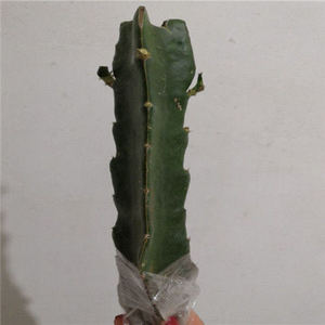 嫁接砧木 三角柱三棱箭可以做嫁接蟹爪兰的仙人掌科植物 龙骨砧木