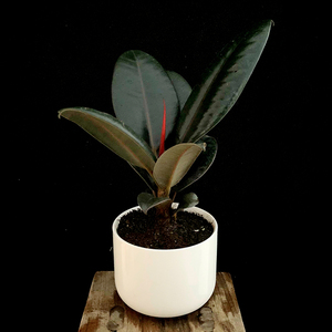 橡皮树绿金刚小