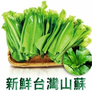新鲜山苏 台湾乡间美食蔬菜 农家山林种植 酒店餐厅供应食材500g