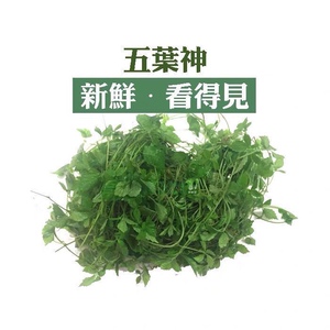 新鲜五叶神野菜 草菜 参 绞股蓝 七叶胆福音天堂草 农庄煲汤500g