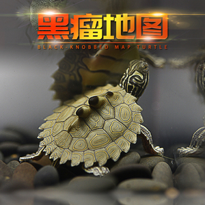 地图黑瘤地图活物深水龟宠物龟观赏龟密西西比黄头小乌龟活体