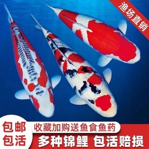 锦鲤活鱼冷水淡水鱼大正红白三色纯种锦鲤鱼好养耐活小鱼苗观赏鱼