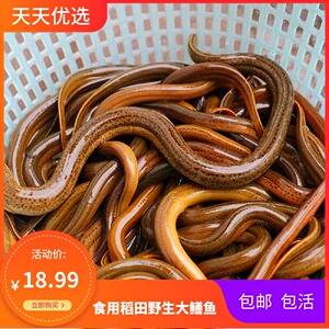 鳝鱼活体 四川稻田食用大黄鳝 淡水长鱼盘鳝炖汤滋补泥鳅鳝鱼