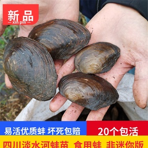 大河蚌 野生淡水小河蚌带壳活体海巴子可食用河蚌苗包活10个包活