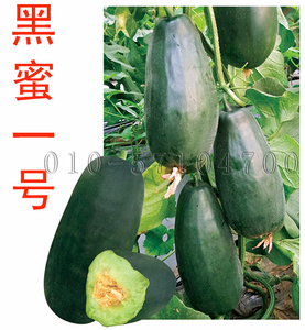黑蜜1号甜瓜种子|黑皮甜瓜种子 酥瓜羊角蜜种子 薄皮酥脆多汁甜瓜