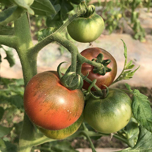 初恋2号番茄种子 原味草莓铁皮柿子 绿肩水果番茄籽 糖度高口感好