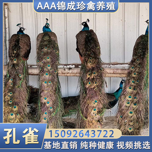 孔雀苗公母一对小孔雀苗幼鸟家养活孔雀幼崽宠物观赏蓝白孔雀幼苗