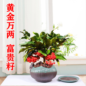 富贵籽盆栽富贵子黄金万两树耐寒花卉室内招财植物吸甲醛桌面绿植