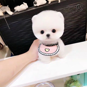 博美小狗幼犬茶杯犬宠物狗狗活幼体活物小型纯种比熊犬泰迪雪纳瑞