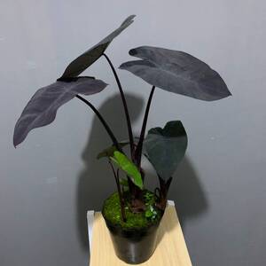 黑魔法海芋暗黑系观叶盆栽绿植植如初见