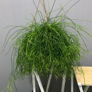 喀秋莎细叶丝苇雨林仙人掌室内垂吊盆栽耐阴吊兰多肉植物植如初见