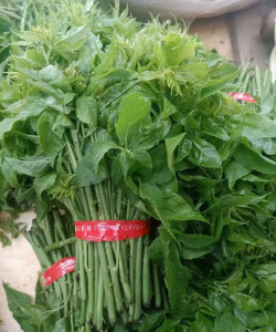 新鲜刺五加 云南德宏特产 野生山菜刺果棒山 野菜刺拐棒 1000g