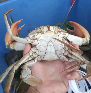 鲜活公蟹单只7两 广州南沙肉蟹肉鲟满肉大螃蟹 包肥包活 无绳净重