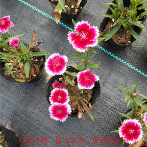 1649人付款淘宝绿毛球石竹清新水养鲜花