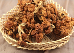 滑子菇干货滑子蘑滑菇古田特产菌菇香菇食用菌珍珠菇500g