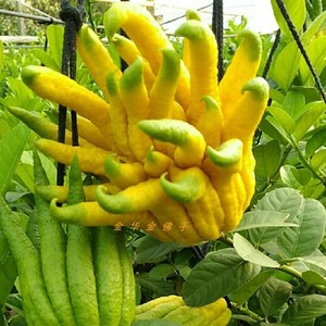 带枝水养 金华佛手五指柑 鲜果瓜香橼农家现摘摆放观赏闻香清供佛