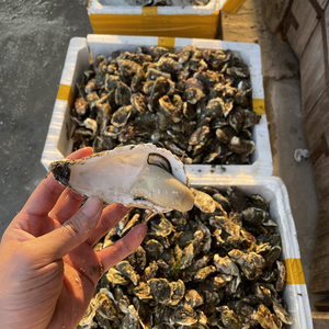 鲜活生蚝100个商用50斤烧烤酒店专用可开半壳一水产特级一整箱