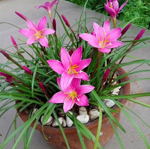 球根花卉韭菜兰
