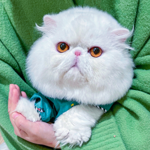 加菲猫幼崽幼猫波斯猫宠物猫活物活体异国短毛猫红虎斑大脸猫48人付款