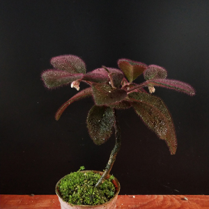 本地山野草药用观赏虎舌红阴生植物微景观雨林造景观叶小盆栽