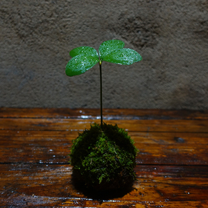 墨西哥铁苔藓球迷你四叶草小清新桌面盆栽植物室内阳台多年生绿植