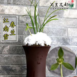 90大众国兰场淘宝国兰草江南雪兰花盆栽植物名贵春兰浓香兰花苗带