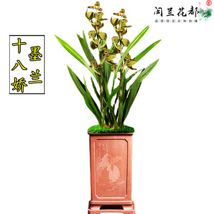 兰花苗墨兰十八娇原生老种冬带花苞浓香型报岁兰客厅花卉好养易活