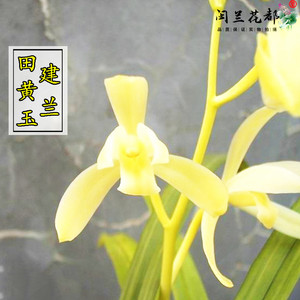 闽兰花都建兰四季兰黄芽黄花黄素田黄玉原生老种夏带花苞浓香型