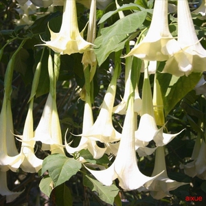 白色木本曼陀罗花苗吊钟花树苗盆栽四季开花大喇叭耐寒耐热多年生