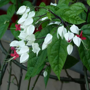 九龙吐珠花苗