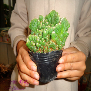 罗汉山影 又名山影 多肉花卉绿植小盆栽 防辐射仙人掌植物 包邮