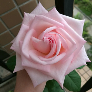 粉荔枝粉哈娜欧洲月季花苗大花浓香花卉四季灌木盆栽和平玫瑰