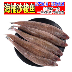 野生新鲜小梭鱼鲜活深海沙丁鱼小杂鱼海捕海鱼海鲜水产约1条7-9两