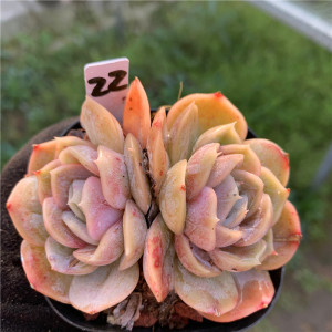 法兰西玫瑰沙罗姬牡丹暗冰千代田蓝色惊喜多肉植物一物一拍5组