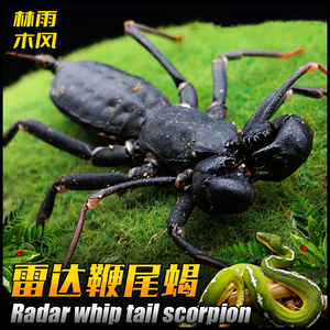 鞭尾蝎 鞭蝎 雷达蝎 活体雨林蝎 巨型宠物蝎子 蜘蛛 另类爬虫活体