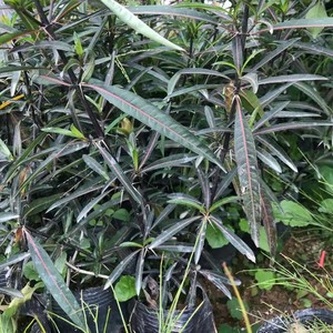 花叶假杜鹃潮汕刣蛇剑金花黄金塔血路草阳台庭院绿植金蝶花台蛇剑