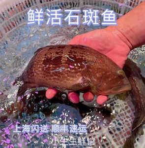 【新鲜青斑鱼】新鲜青斑鱼品牌,价格 - 阿里巴巴