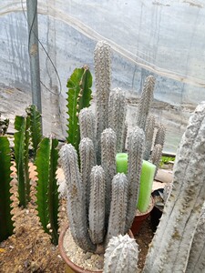 亚迪麒麟 亚狄麒麟一物一拍 大戟科多肉植物组合盆栽