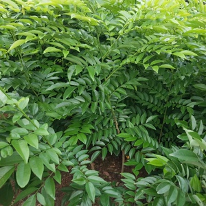 黄花梨树苗正宗海南黄花梨苗1年苗黄花梨小苗名贵树木珍贵植物