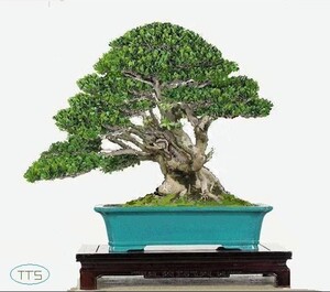高档瓜子黄杨盆景中大型精品雀舌黄杨造型老桩别墅庭院阳台盆景